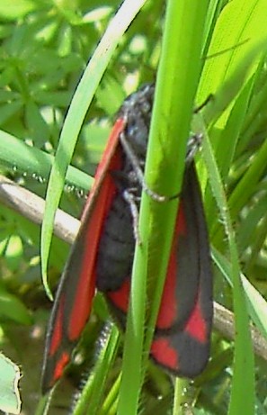 Tyria jacobeae