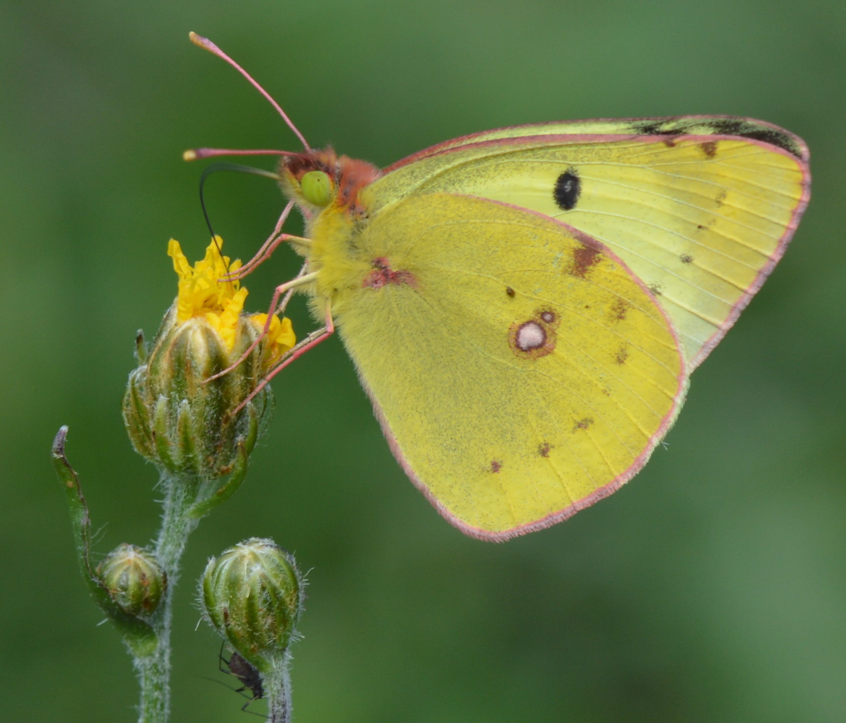 Colias hyale (Weibchen)