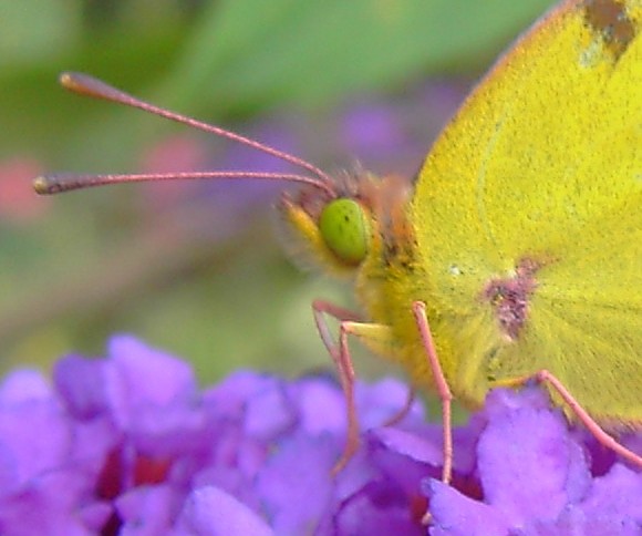 Colias hyale - Weibchen