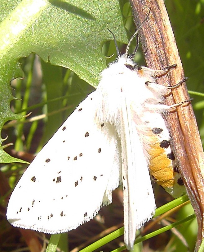 Spilosoma lubricipeda
