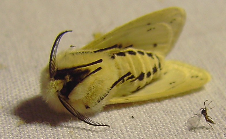 Spilosoma lubricipeda