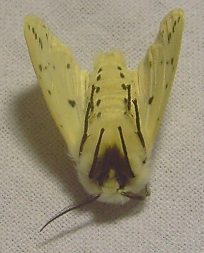 Spilosoma luteum