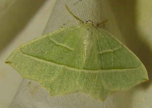 Campaea margaritata
