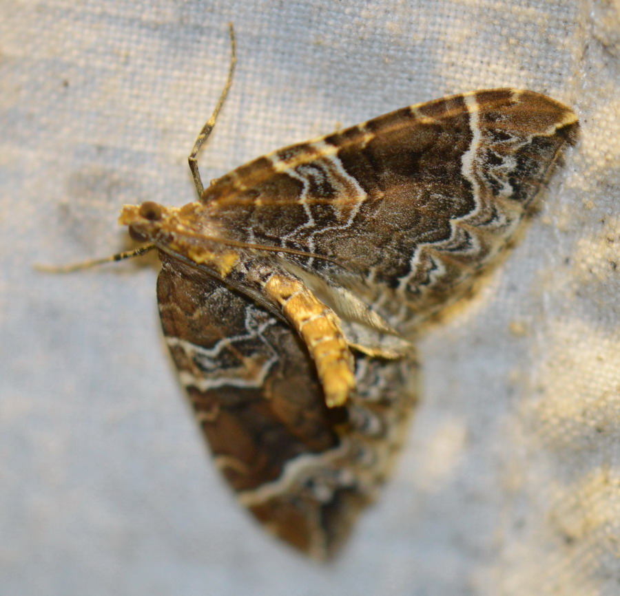 Eulithis prunata