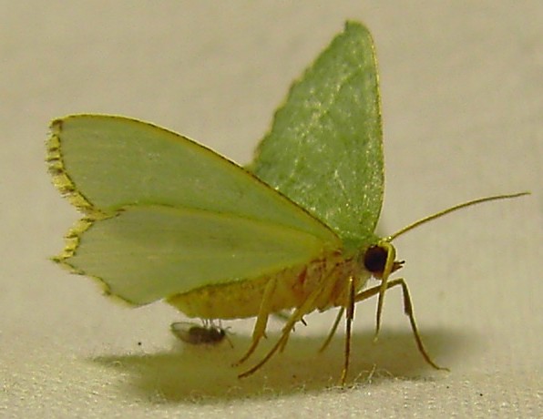Hemithea aestivaria
