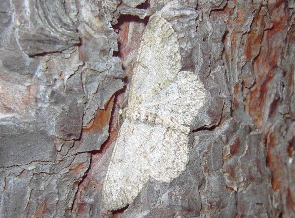 Hypomecis roboraria