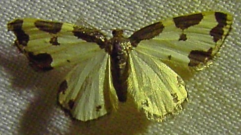 Lomaspilis marginata