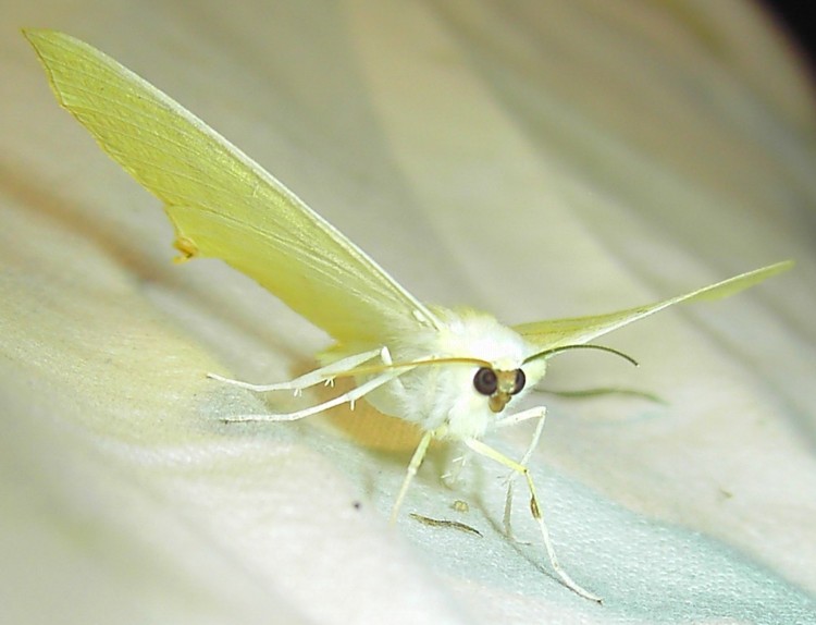 Ourapteryx sambucaria