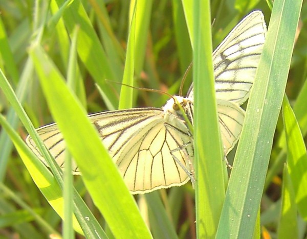 Siona lineata