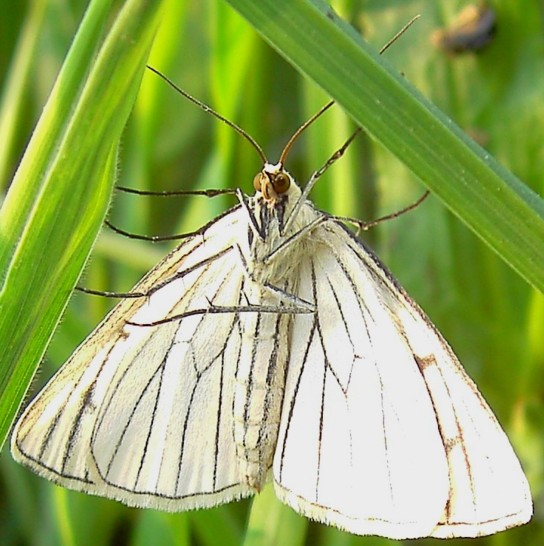 Siona lineata