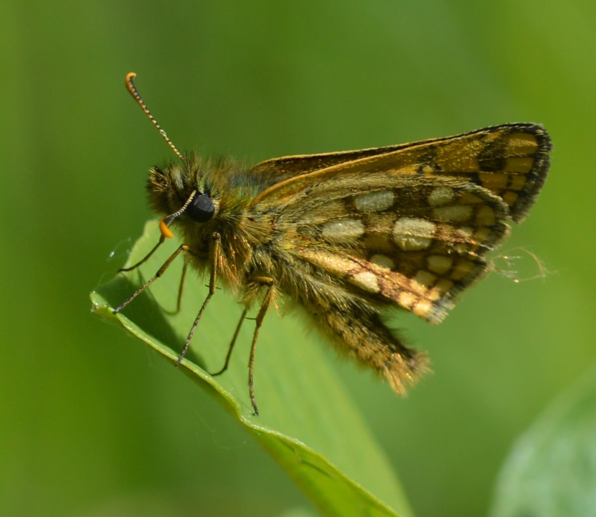 Carterocephalus palaemon