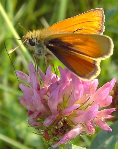 Thymelicus sylvestris