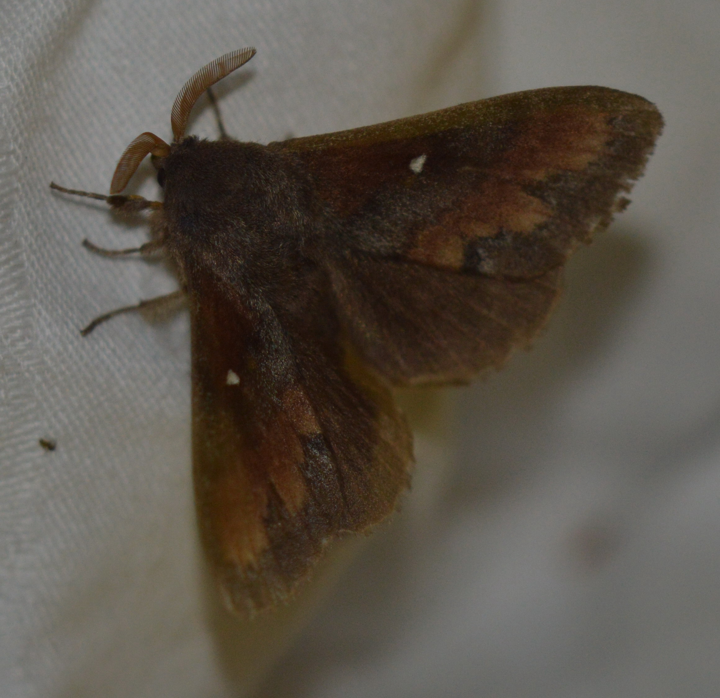 Euthrix potatoria in fettem Gras