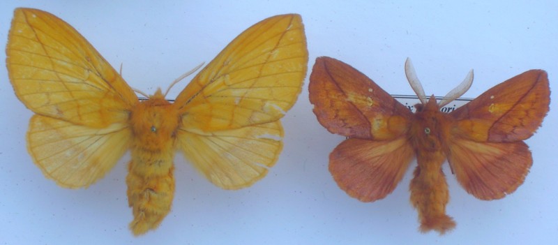 Euthrix potatoria