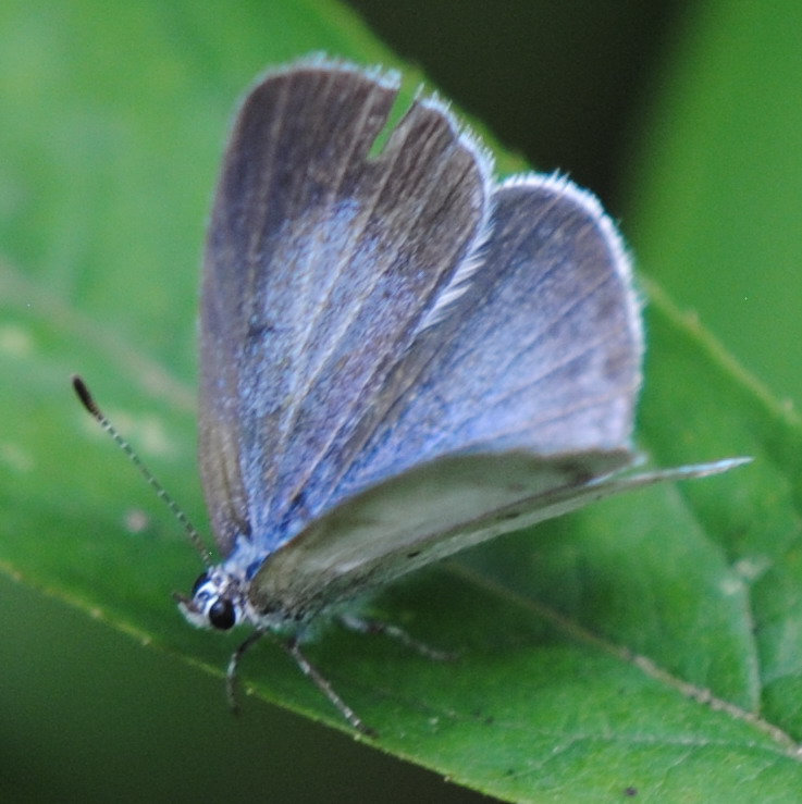 Celastrina argiolus - Weibchen