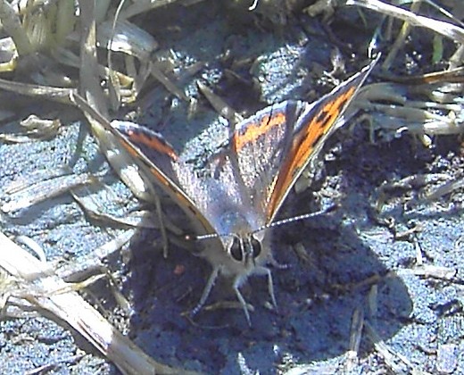 Lycaena phlaeas