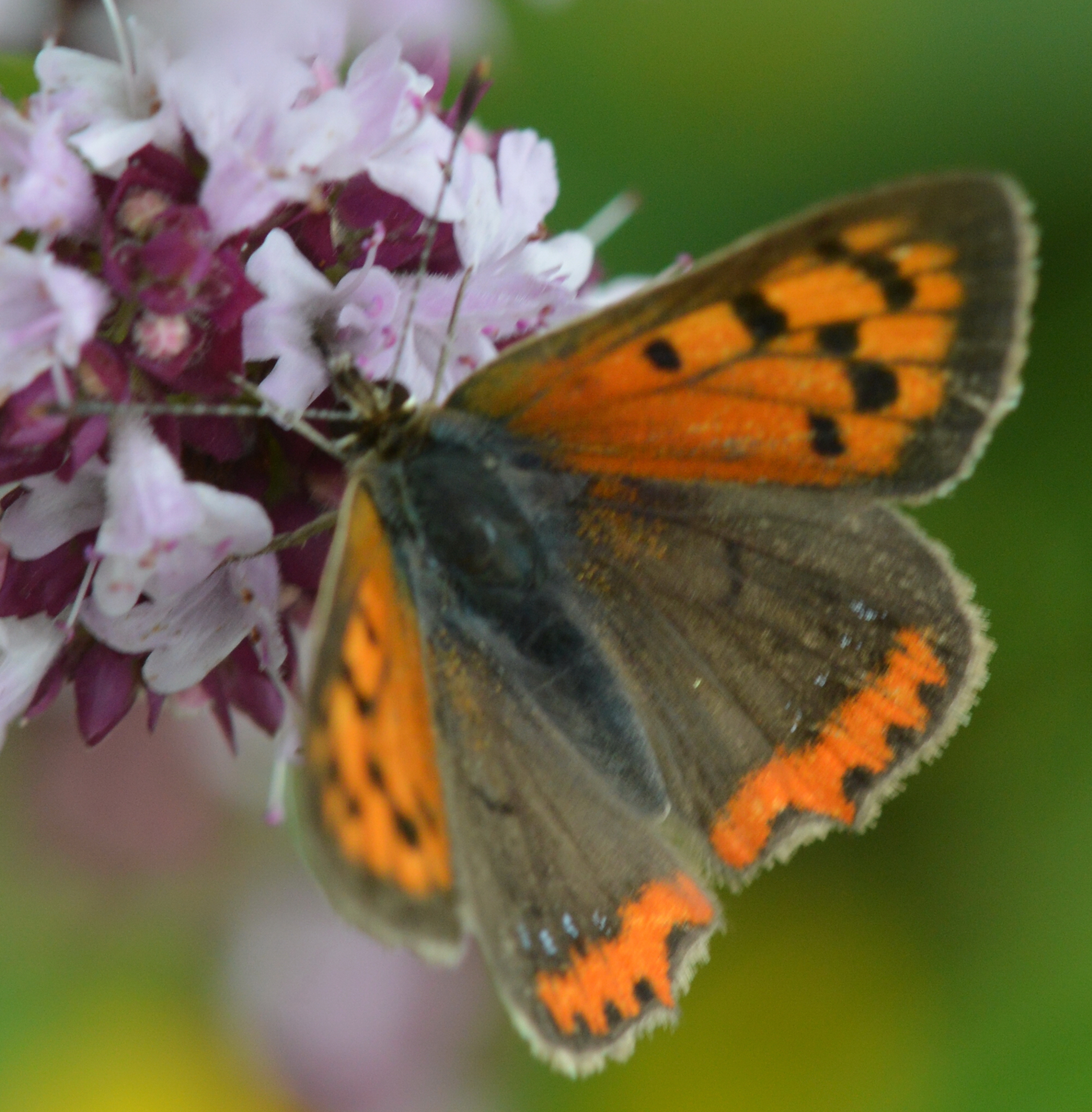 Lycaena phlaeas