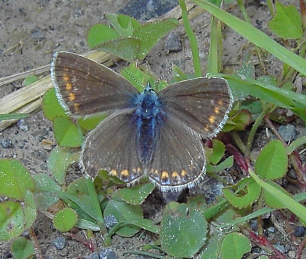 Polyommatus icarus - Weibchen bei der Eiablage auf Rotklee
