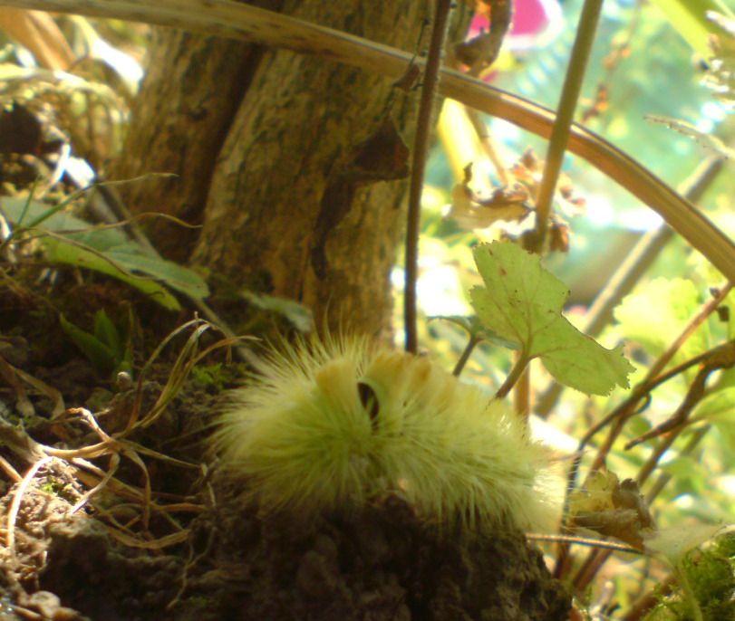 Calliteara pudibunda