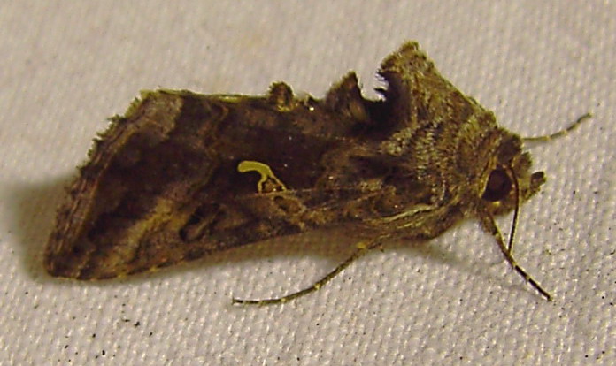 Anklicken zum Vergleichen mit Autographa pulchrina