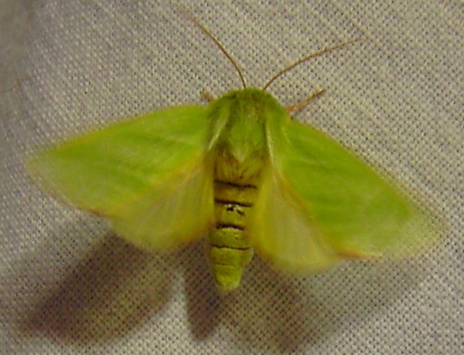 Pseudoips prasianus