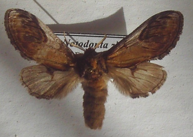 Eligmodonta ziczac
