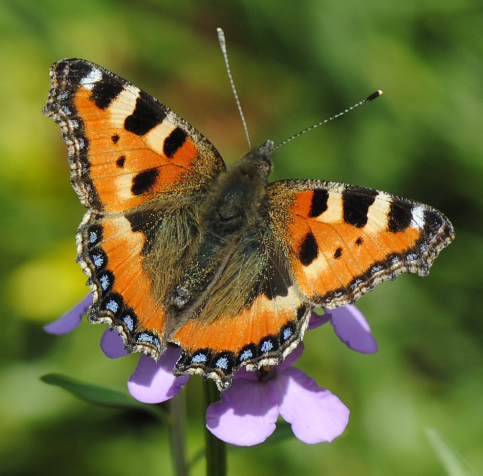 Aglais urticae