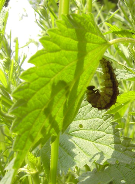 Aglais urticae - Raupe hat sich zum Verpuppen aufgehängt