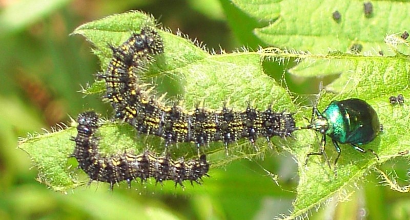 Aglais urticae, Raupe mit angreifender Raubwanze