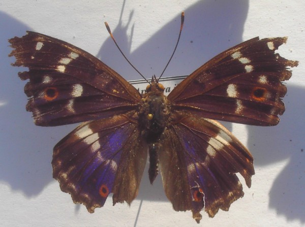 Apatura ilia
