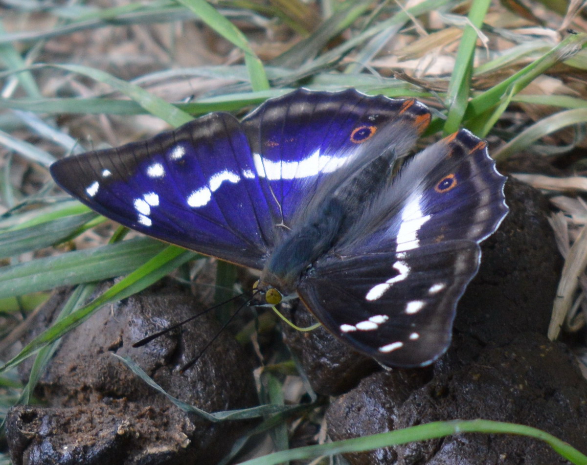 Apatura ilia