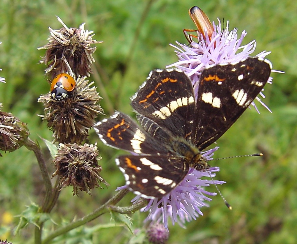 Araschnia levana - Sommerform