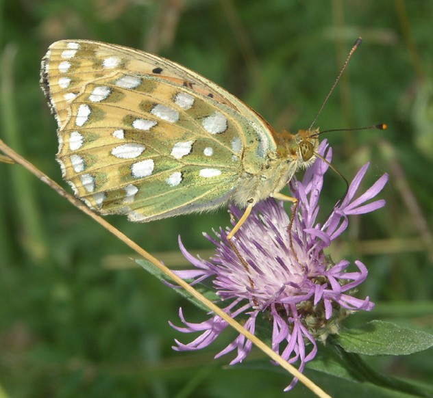 Argynnis aglaja