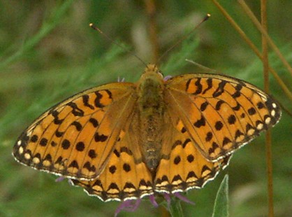 Argynnis aglaja
