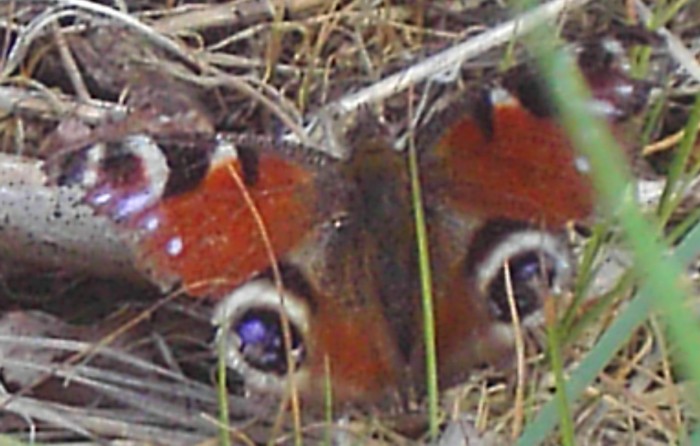 Inachis io