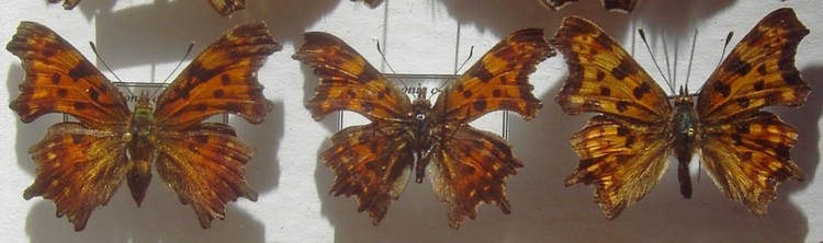 Polygonia c-album