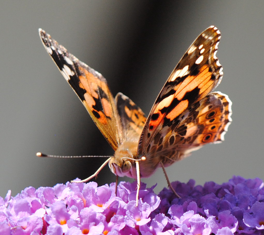 Vanessa cardui