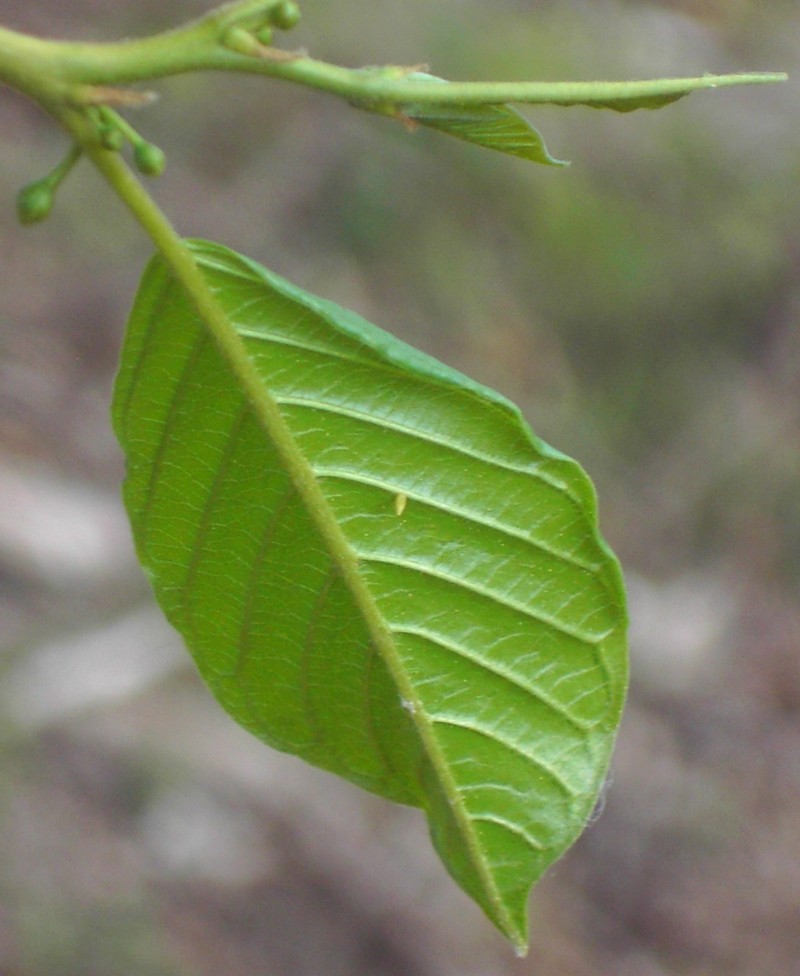 Gonepteryx rhamni (Ei)