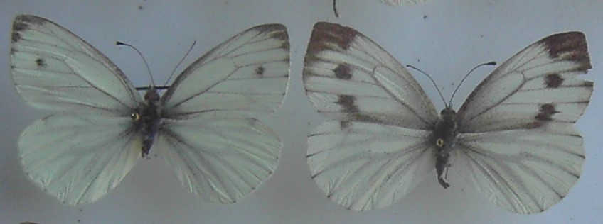 Pieris napi