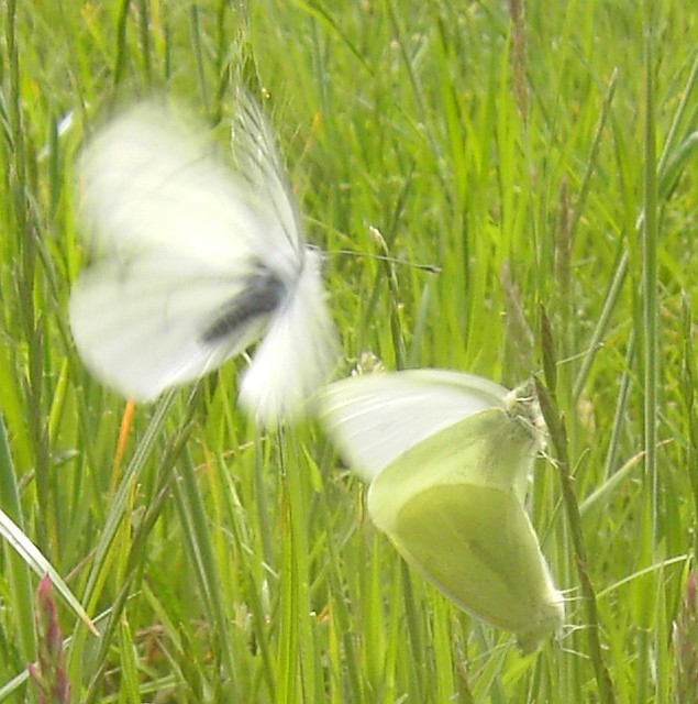 Pieris rapae