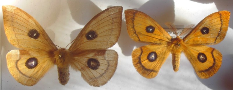 Aglia tau