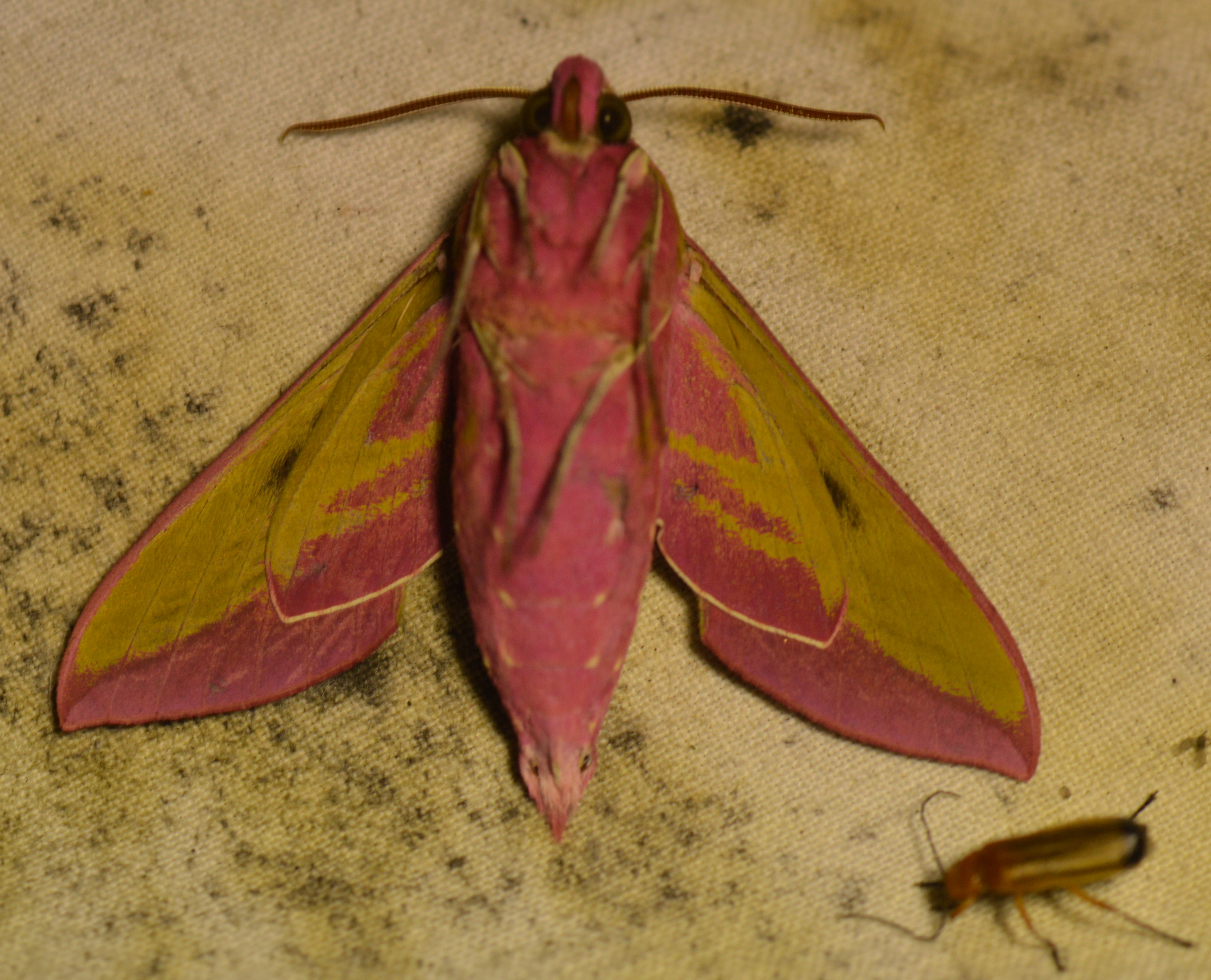 Deilephila elpenor
