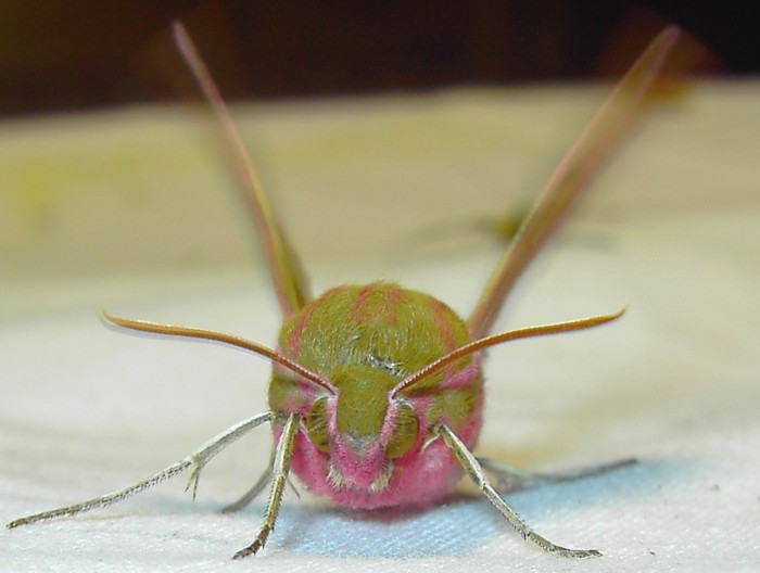 Deilephila elpenor