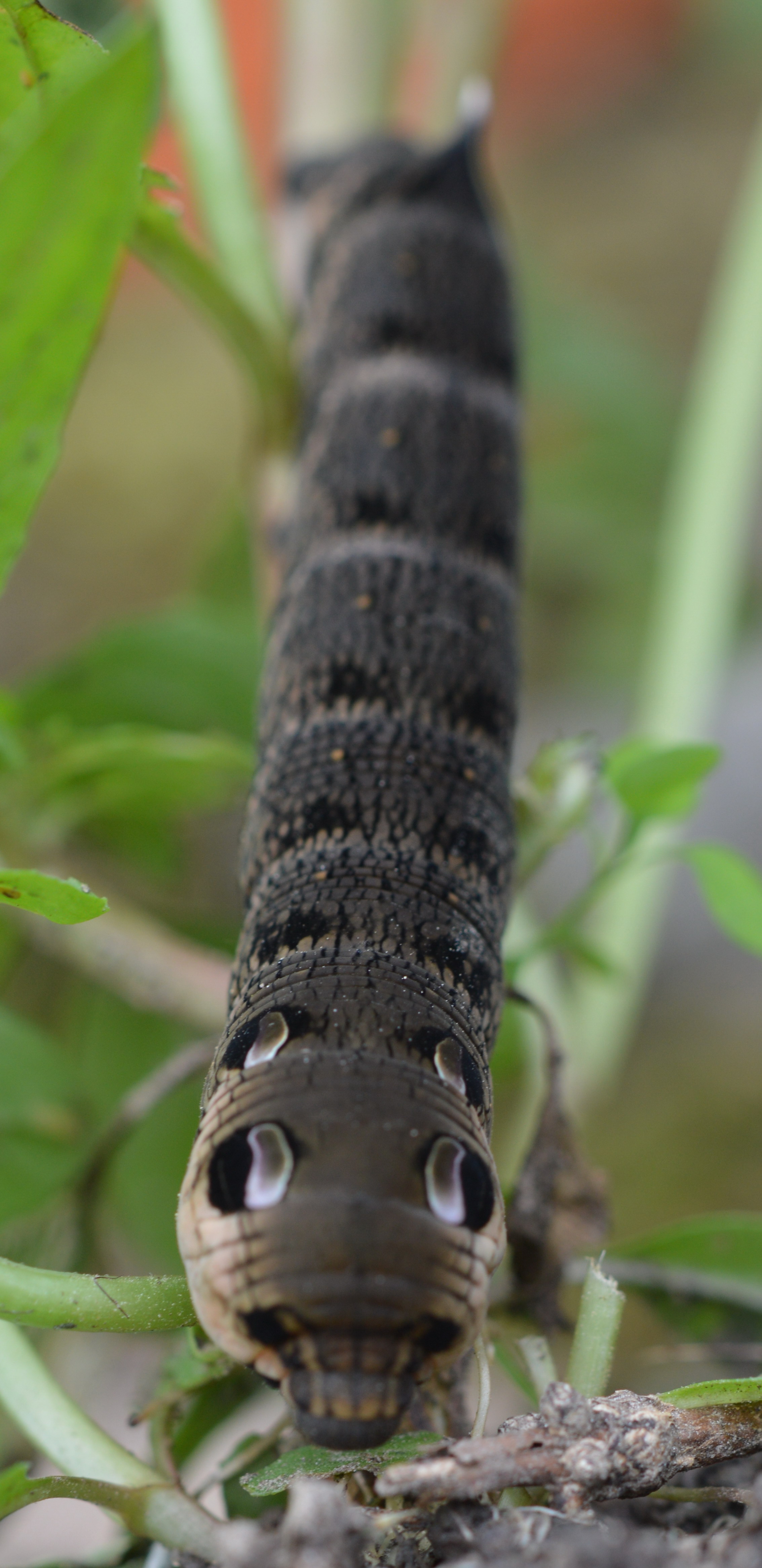 Raupe von Deilephila elpenor
