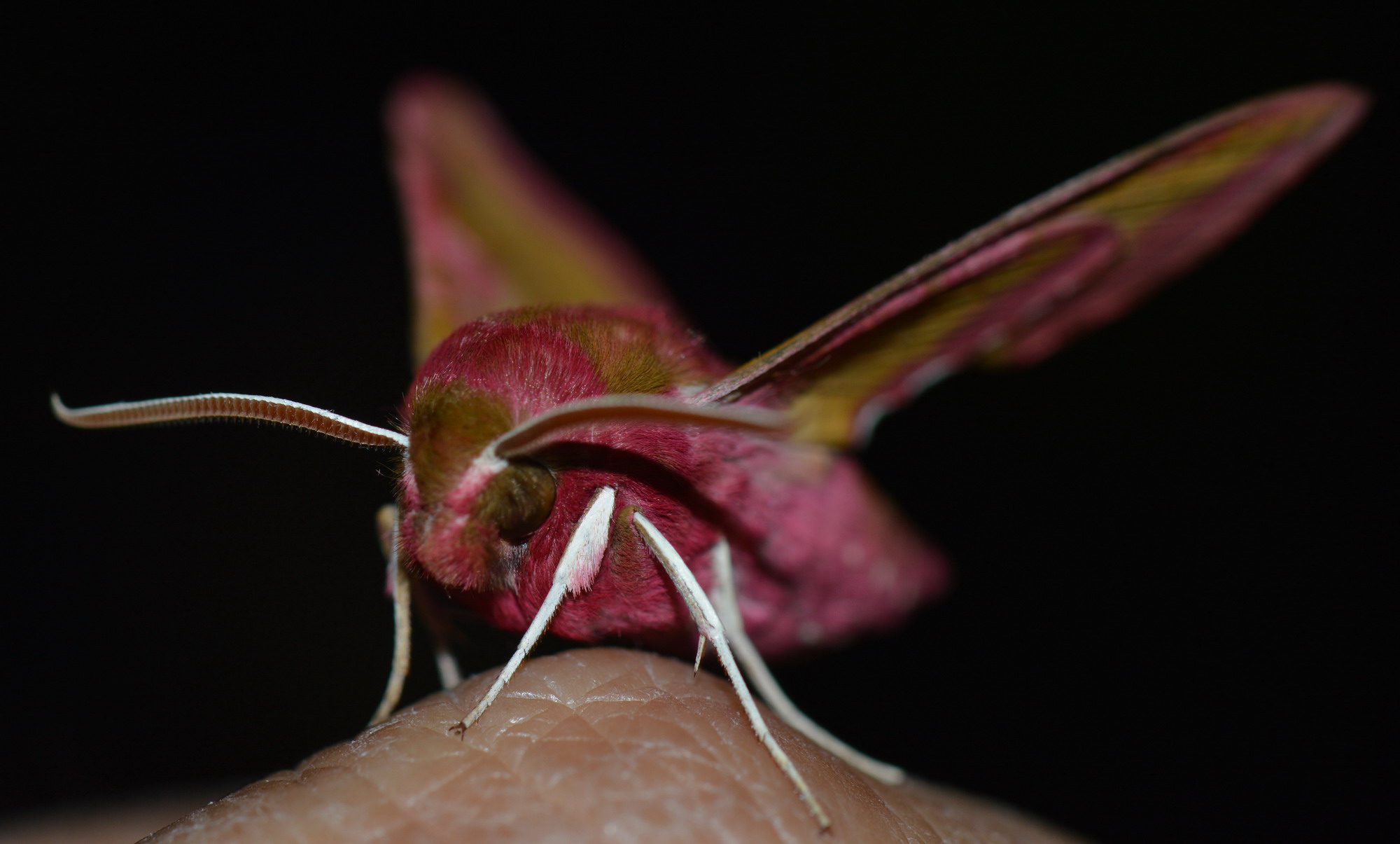 Deilephila porcellus