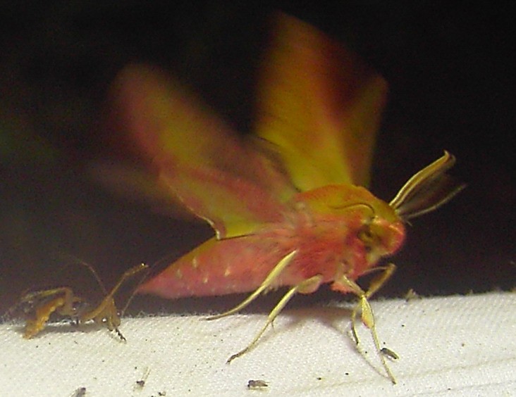 Deilephila porcellus Fürstenhagen 29.5.1997