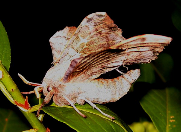 Laothoe populi