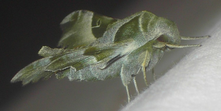Proserpinus proserpina