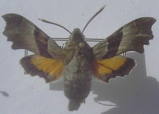 Proserpinus proserpina - Böhmen, e.p. 27.5.1996
