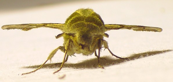 Proserpinus proserpina